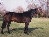 stallion Roy de Vergoignan AA (Anglo-Arabs, 1983, from Garde Coeur xx)