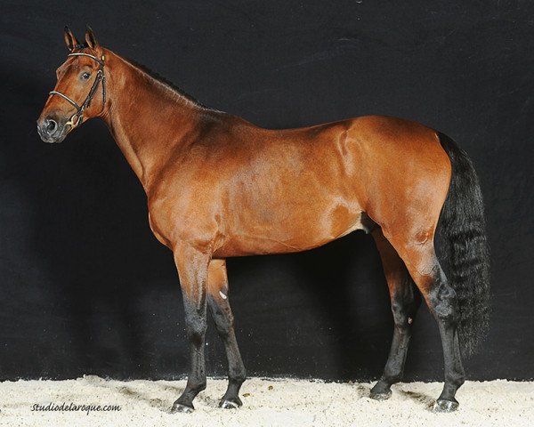 stallion Tycoon D'Argences (Selle Français, 2007, from Canturo)