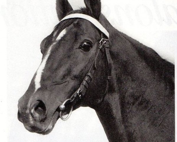 stallion Nickel AA (Anglo-Arabs, 1951, from Kesbeth AA)