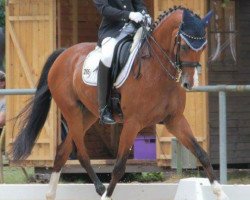 dressage horse De Chicco (Holsteiner, 2009, from de Chirico)