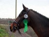 dressage horse Fino W (Zweibrücken, 2011, from Tannenhof's Fahrenheit)