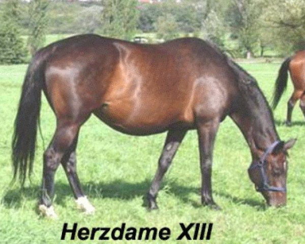 broodmare Herzdame XIII (Trakehner, 1995, from Hohenstein I)