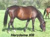 Zuchtstute Herzdame XIII (Trakehner, 1995, von Hohenstein I)