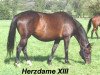 broodmare Herzdame XIII (Trakehner, 1995, from Hohenstein I)