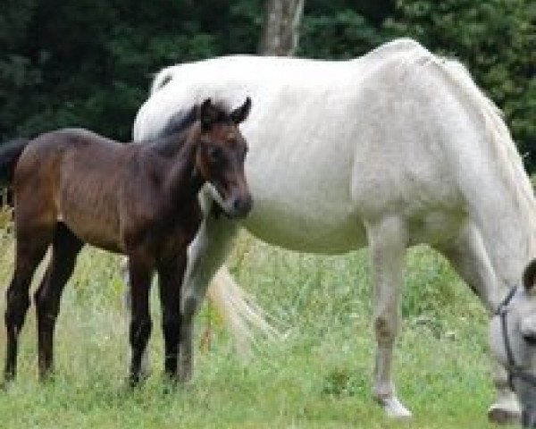 broodmare Centina (Württemberger, 1993, from Cento)