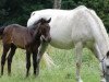 broodmare Centina (Württemberger, 1993, from Cento)