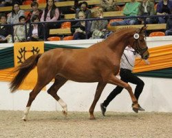 broodmare Herzrouge (Trakehner, 2009, from Le Rouge 7)