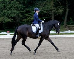 broodmare Schwalbennacht DG (Trakehner, 2011, from All Inclusive)