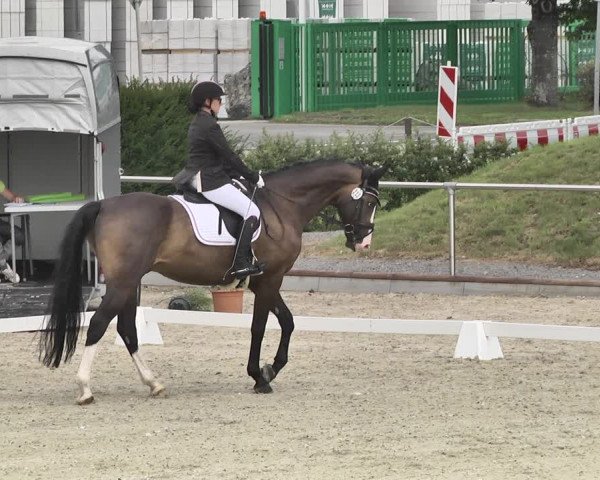 Reitturnier Durmersheim-Hardt 2019