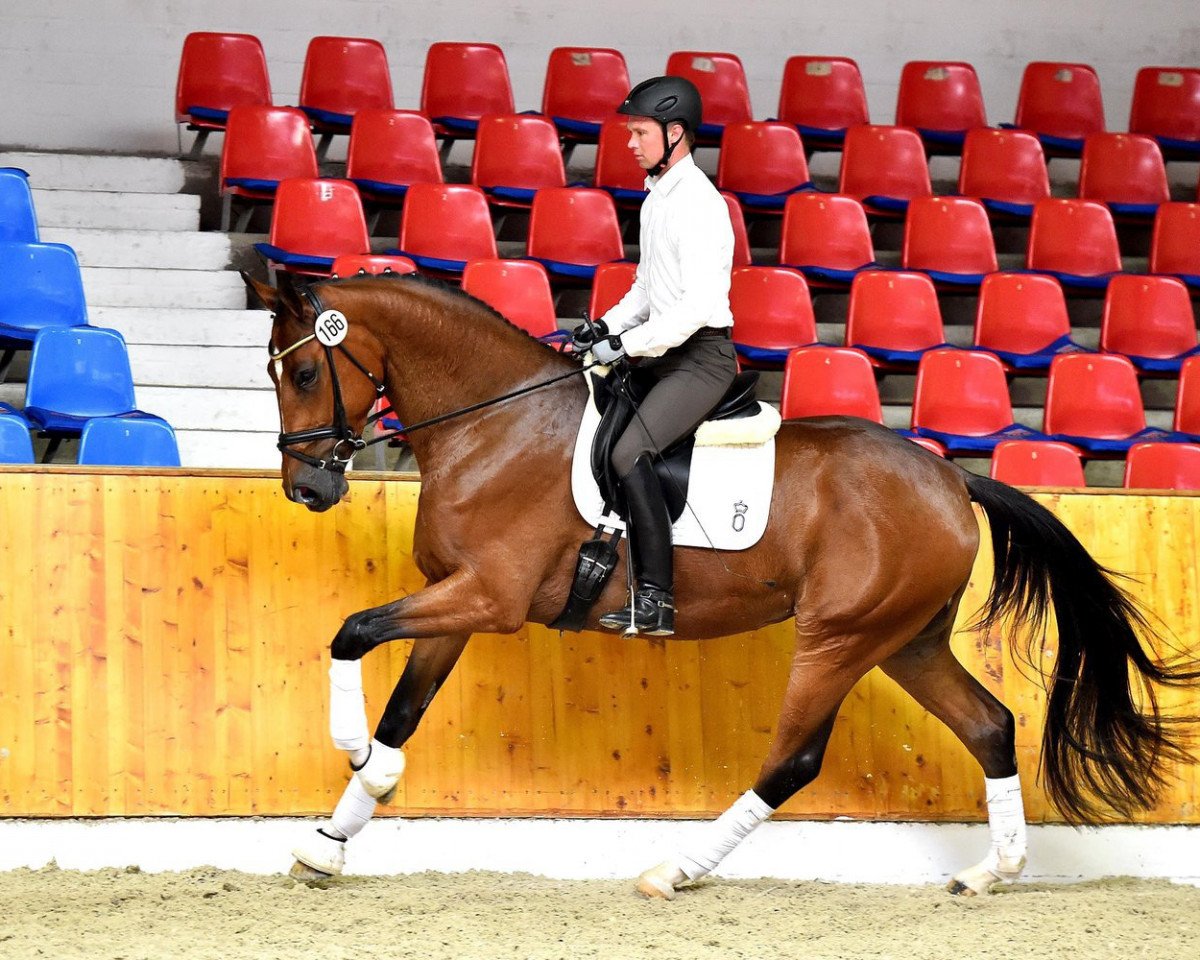 broodmare Aurelia (Oldenburg, 2012, from Detroit)