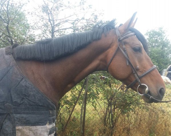 dressage horse Hamilton (KWPN (Royal Dutch Sporthorse), 2012, from Glock's Johnson Tn)