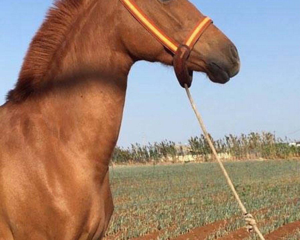 horse Candela. (Lusitano, 2013)