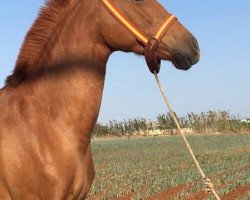 Pferd Candela. (Lusitano, 2013)