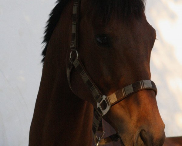 horse Bel Next xx (Thoroughbred, 2007, from Next Desert xx)