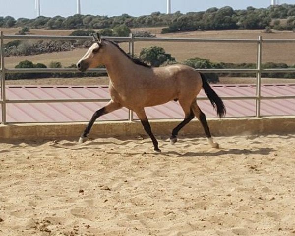 horse ZEUS (Lusitano, 2014)