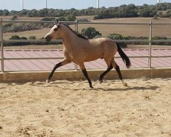 Pferd Zeus (Lusitano, 2014)