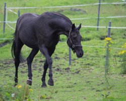 horse Odysseus II (Hanoverian, 1993, from Onyx)