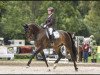 dressage horse Sedric (Württemberger, 2009, from San Amour I)