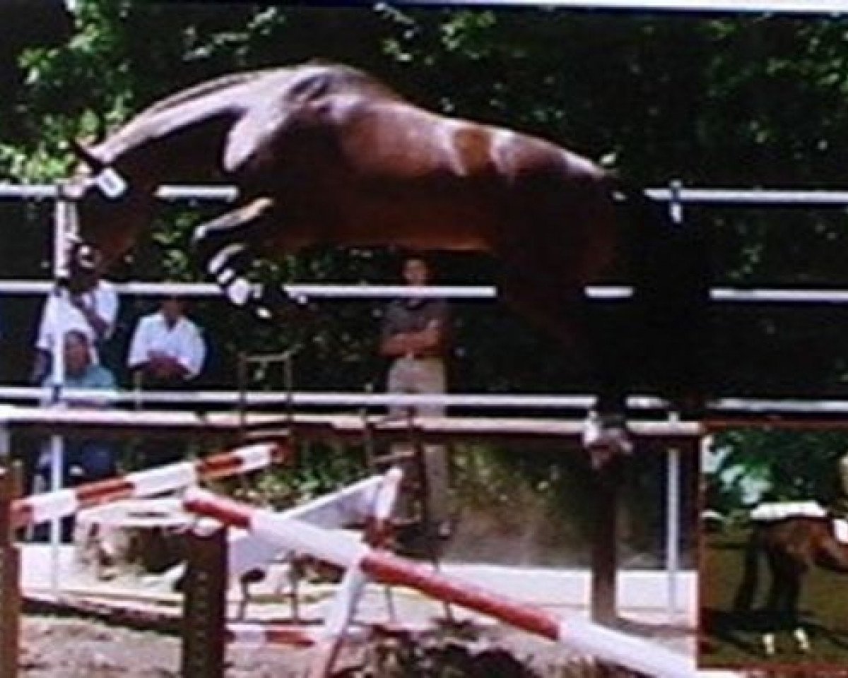 stallion Eyken des Fontenis (Selle Français, 1992, from Quidam de Revel)