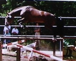 stallion Eyken des Fontenis (Selle Français, 1992, from Quidam de Revel)