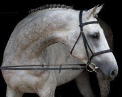 stallion Mylord Carthago (Selle Français, 2000, from Carthago)