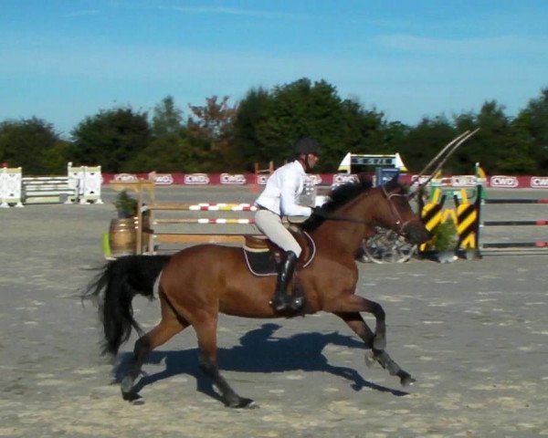 Springpferd Ty'Va des Sables (Selle Français, 2007, von Mylord Carthago)