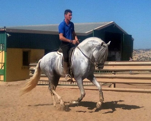 horse Arquillo (Andalusians/horse of pure Spanish race, 2008)