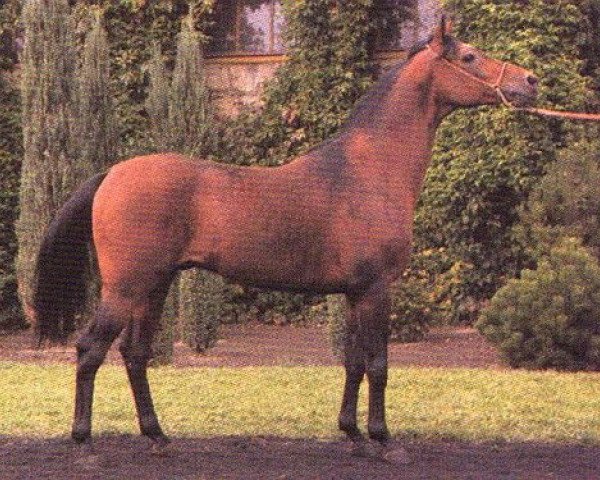 broodmare Zula ox (Arabian thoroughbred, 1981, from Probat ox)