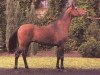 broodmare Zula ox (Arabian thoroughbred, 1981, from Probat ox)