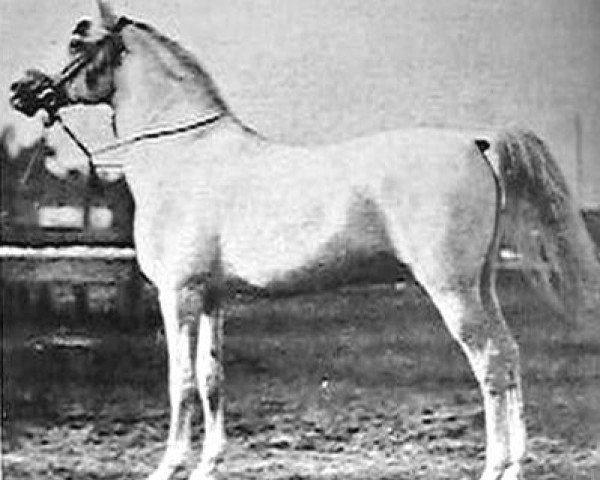 Deckhengst Kafifan ox (Vollblutaraber, 1916, von Mabrouk Manial 1912 RAS)