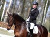 dressage horse Dicora GS (KWPN (Royal Dutch Sporthorse), 2008, from Decor Dreamcatcher)