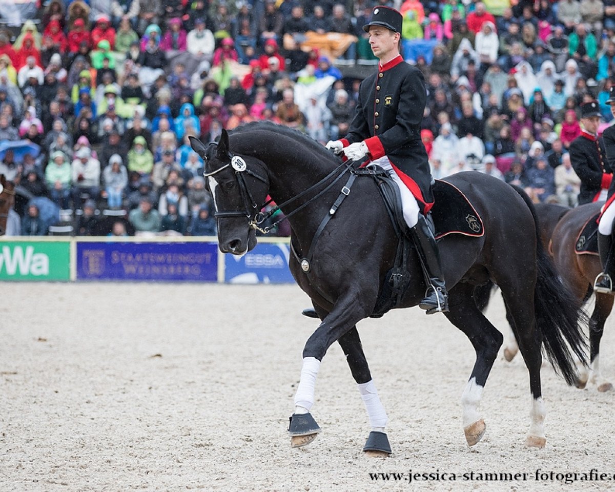 stallion Lemberger (Württemberger, 2008, from Locksley II)