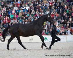 broodmare Genista (Württemberger, 1997, from Gardez)