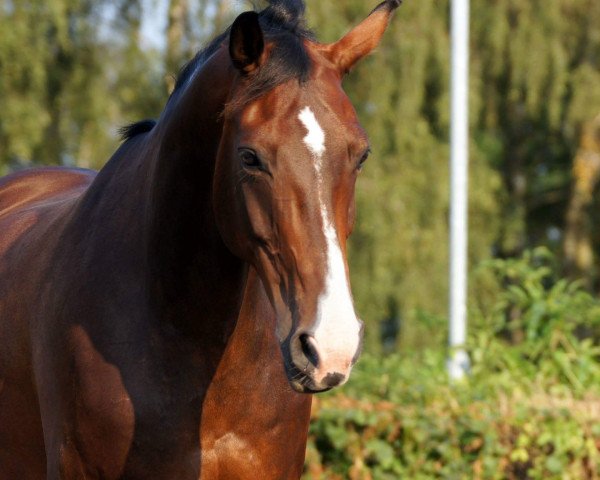 dressage horse Rainfirst Melody (Oldenburg, 2006, from Rosentanz)