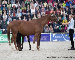 broodmare Calabria (unknown, 2003, from Cavallieri xx)