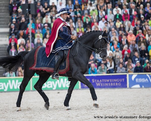 stallion Hochfein (Hanoverian, 2004, from His Highness)