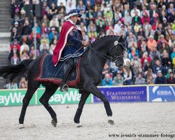 stallion Hochfein (Hanoverian, 2004, from His Highness)