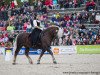 stallion Markstein (Black Forest Horse, 2008, from Montan)