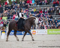 stallion Markstein (Black Forest Horse, 2008, from Montan)