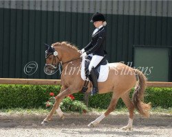 dressage horse Daddy Cools Ballerina (Rheinländer, 2011, from FS Daddy Cool)