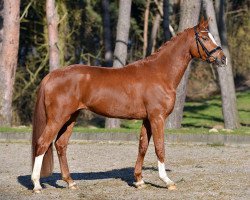 dressage horse Filou 2021 (Oldenburg, 2011, from Fürst Romancier)