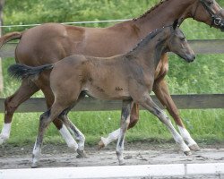 dressage horse Strolch 226 (Oldenburg, 2006, from Sandro Hit)