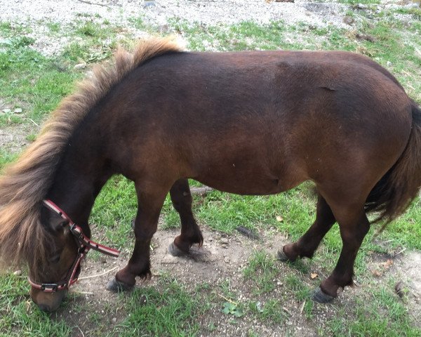 Pferd Jodelfee (Shetland Pony, 2013)