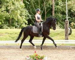 dressage horse Sokrates 129 (Oldenburg, 2007, from Sir Donnerhall I)