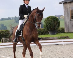 dressage horse Desperado (Austrian Warmblood, 2002, from Don Gregory)