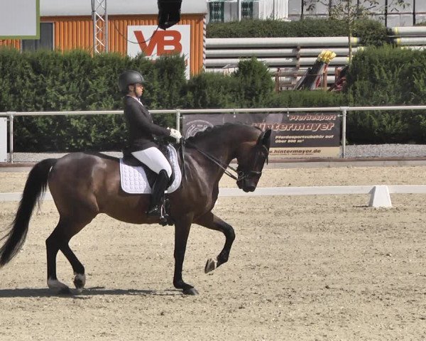 Reitturnier Durmersheim-Hardt 2019