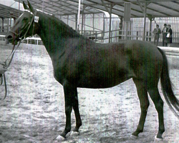 broodmare Ulana (Holsteiner, 1960, from Anblick xx)