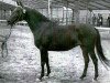 Pferd Ulana (Holsteiner, 1960, von Anblick xx)
