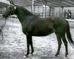 broodmare Ulana (Holsteiner, 1960, from Anblick xx)