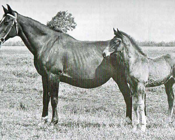 broodmare Diastolchen (Holsteiner, 1945, from Loretto)